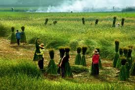 Làng chiếu cói Nga Sơn